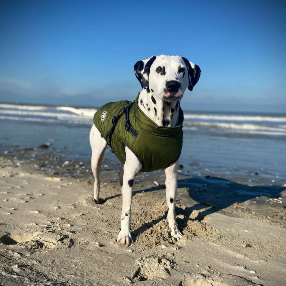 Vízálló Kutyakabát - Védelem & Stílus 