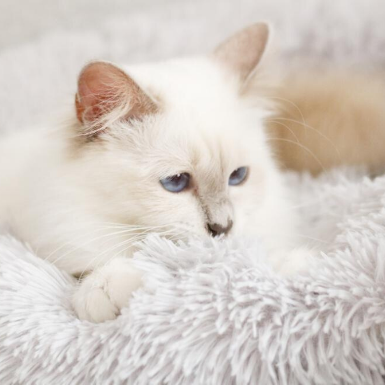 Mysig Kattkorg - Ultra Mjuk 