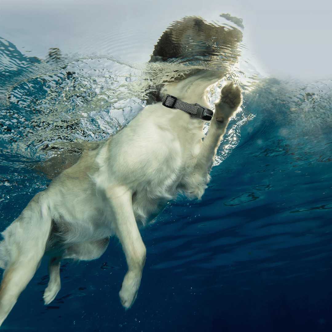 Dressurhalsbånd for hund – LED-fjernkontroll og rekkevidde 1000 m 